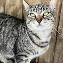 Thumbnail photo of Tahlia #1