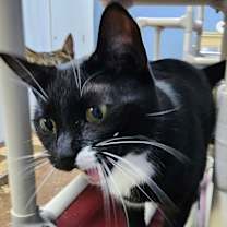 Thumbnail photo of Mara #3