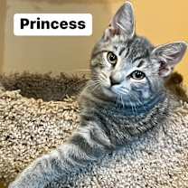 Thumbnail photo of Princess aka HRH #1