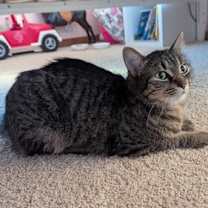 Thumbnail photo of Dharma #3