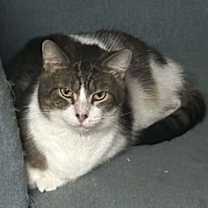 Thumbnail photo of Mr. Arleen #3