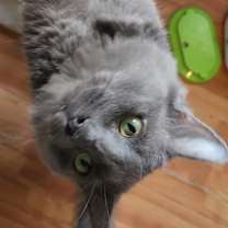 Thumbnail photo of Rhombus #1