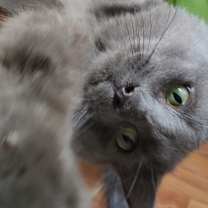 Thumbnail photo of Rhombus #2