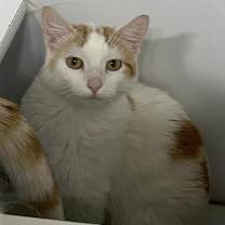 Thumbnail photo of Sophie #4