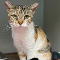 Thumbnail photo of Kiwi #1
