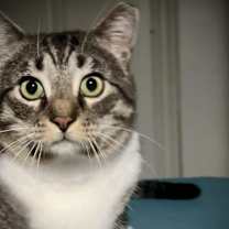 Thumbnail photo of Dean Martin #3