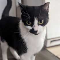 Thumbnail photo of Amendola #3