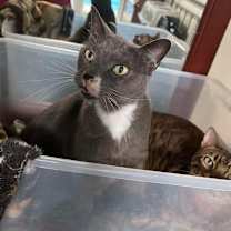 Thumbnail photo of Kingsley #1