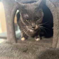 Thumbnail photo of Kingsley #2
