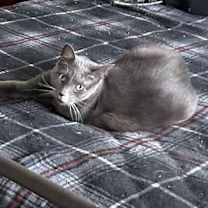 Thumbnail photo of Kingsley #3