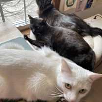 Thumbnail photo of Lily Ann #4