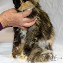 Thumbnail photo of Garland #1