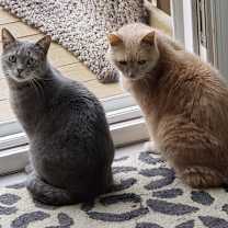 Thumbnail photo of Milo #4