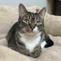 Thumbnail photo of Breaker (Bonded with Zap) #1