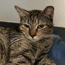 Thumbnail photo of Penguin #2