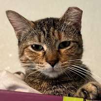 Thumbnail photo of Penguin #4