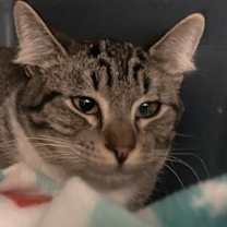 Thumbnail photo of Cheeno #2