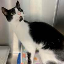 Thumbnail photo of Mickey #1