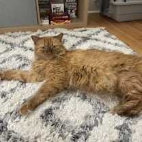 Thumbnail photo of Ginger FIV+ IN FOSTER #1