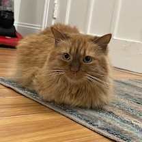 Thumbnail photo of Ginger FIV+ IN FOSTER #3