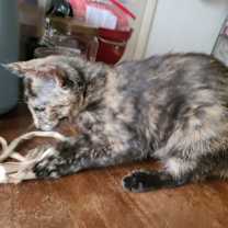 Thumbnail photo of Oregon #2