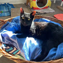 adopt-pet
