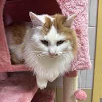 Thumbnail photo of Lucy #2