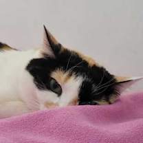 Thumbnail photo of Daisy #1