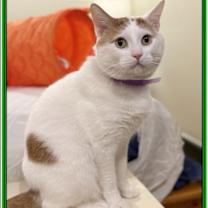 Thumbnail photo of FRONC (CP) #1