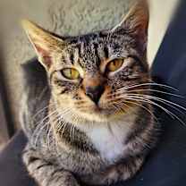 Thumbnail photo of Cheyenne #4