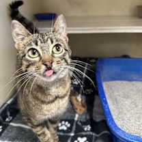 Thumbnail photo of Tofu #2