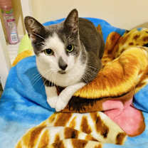 Thumbnail photo of Leo (talker, loving Video) #2