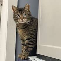 Thumbnail photo of Stripes-fee sponsored #1