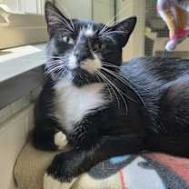 Thumbnail photo of Domino #4