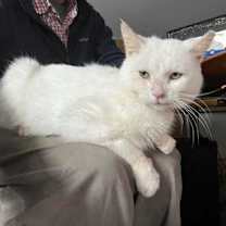 Thumbnail photo of Peanut sf *$pecial fee* FIV+ #2