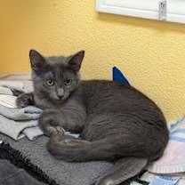 Thumbnail photo of Echidna #2