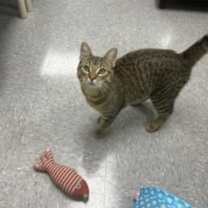 Thumbnail photo of Theodore #1