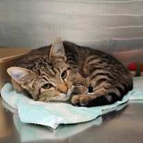 Thumbnail photo of Theodore #2