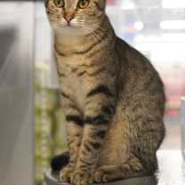 Thumbnail photo of Roselle #2