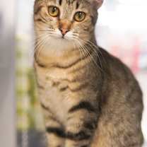 Thumbnail photo of Roselle #3