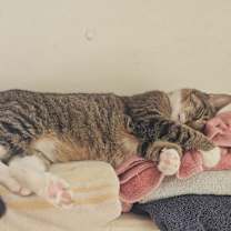 Thumbnail photo of Sunny #1