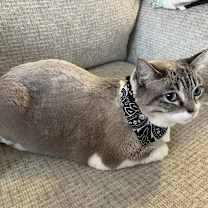 Thumbnail photo of Snow #3