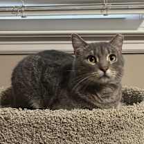 Thumbnail photo of MERCURY #1