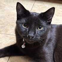 Thumbnail photo of Thumper #1