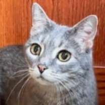 Thumbnail photo of Lululemon #3