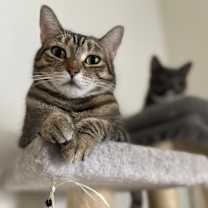 Thumbnail photo of Bjork (bonded to Abba) #3