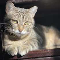 Thumbnail photo of Bjork (bonded to Abba) #4