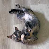 Thumbnail photo of Calista #3