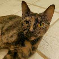 Thumbnail photo of Calista #4