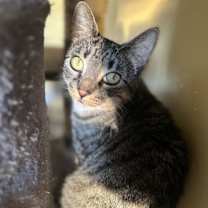 Thumbnail photo of Uf Litter Mooncake (Mom) #3